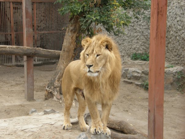 Лев харьковского зоопарка
