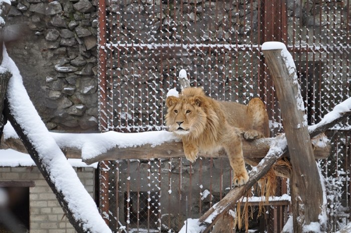 Зоопарк в Харькове зимой