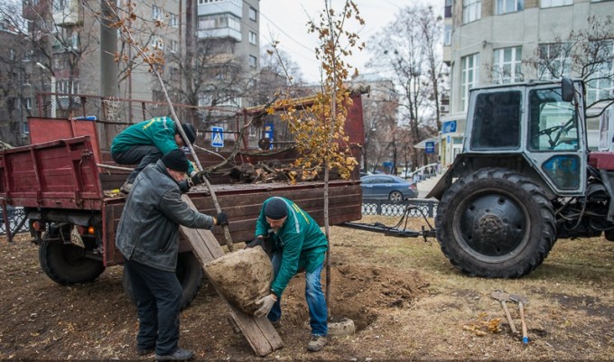 Посадка деревьев по проспекту Правды в ноября 2015 года. Фото: пресс-служба Харьковского городского совета.