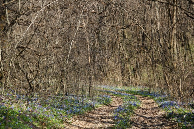 Подснежники и другие ранние лесные цветы устилают землю густым цветным ковром, уходящим глобоко в лес.