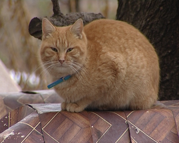 кошачий поселок