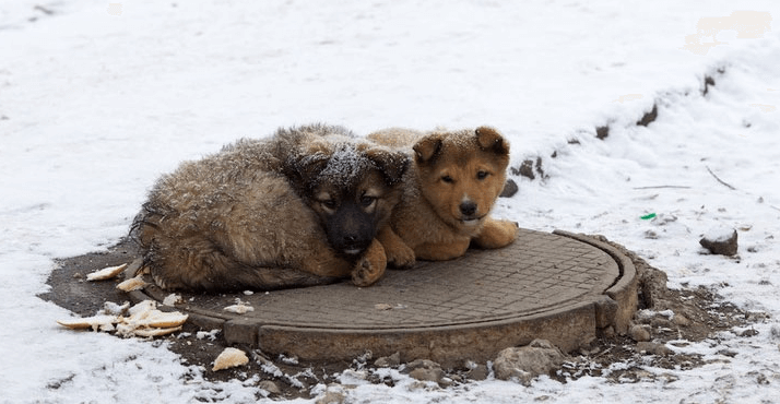 бездомные животные