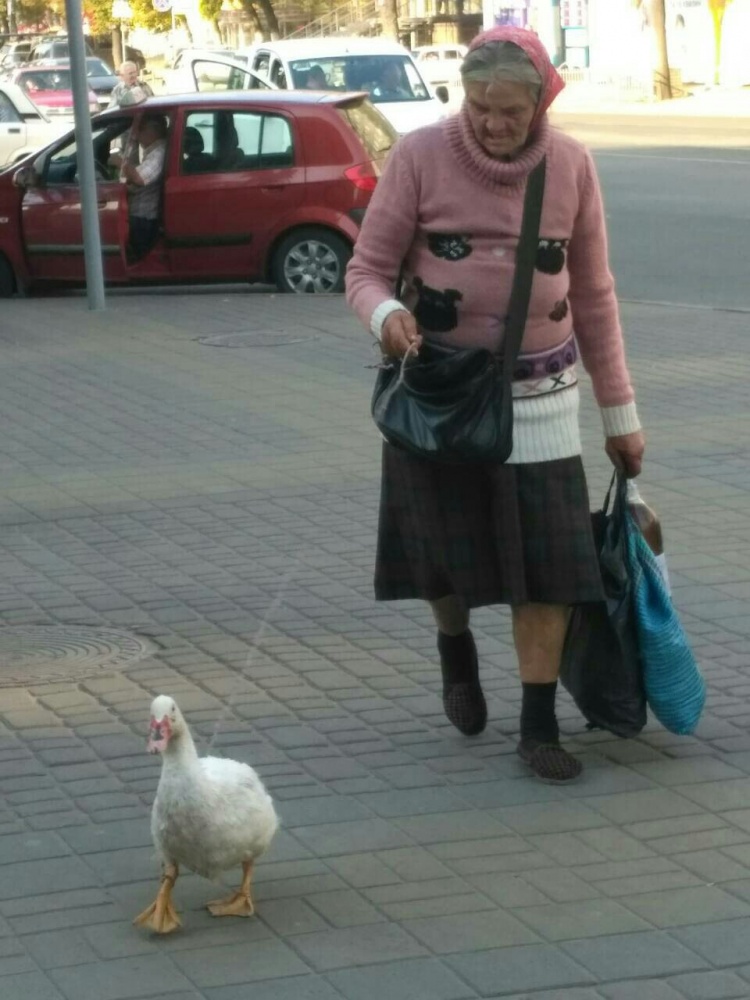 Пенсионерка и гусь в Харькове