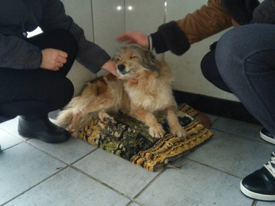На проходной Харьковского авиазавода собака около 4 лет преданно ждет своего хозяина
