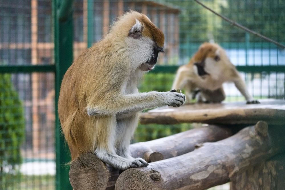 обезьяны из коллекции зоопарка