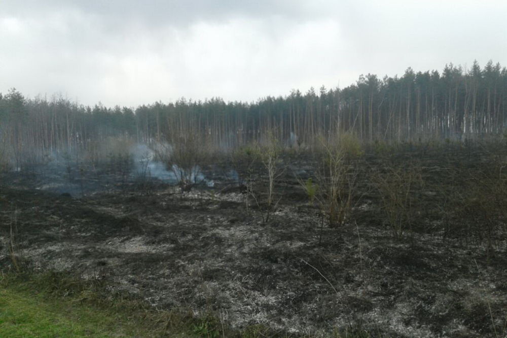 В Харьковской области из-за занесеного источника зажигания пострадал хвойный лес