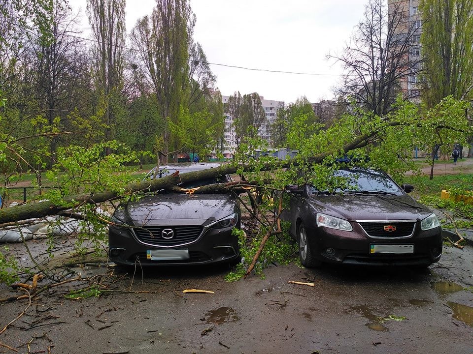 На Алексеевке дерево упало сразу на 4 автомобиля