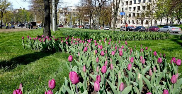 В Харькове впервые за 30 лет высадили тюльпаны