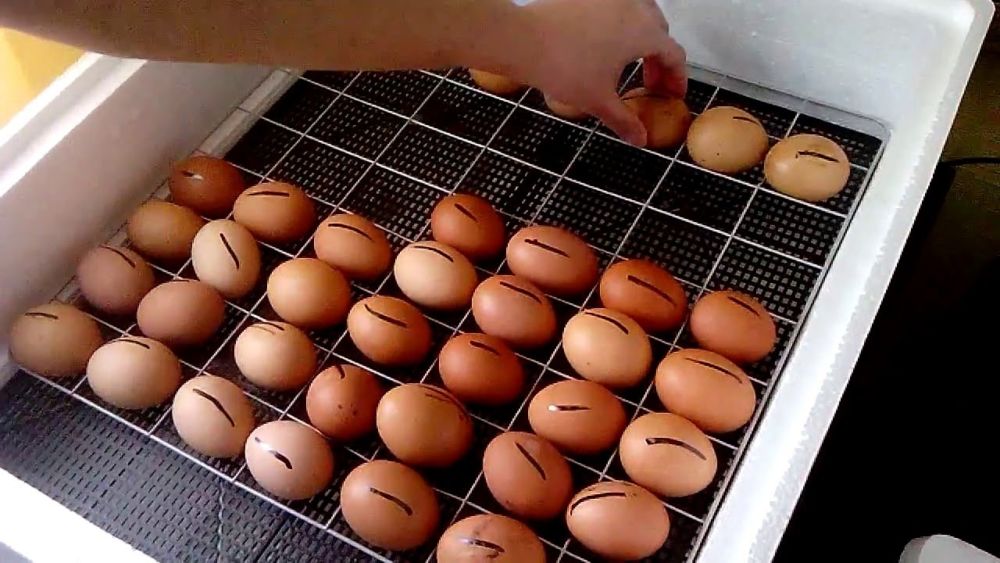 Инкубатор для яиц: советы начинающим птицеводам