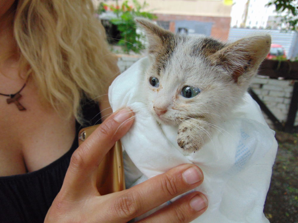 Мы в ответе за тех, кого приручили: как работают харьковские зоозащитники (фото)
