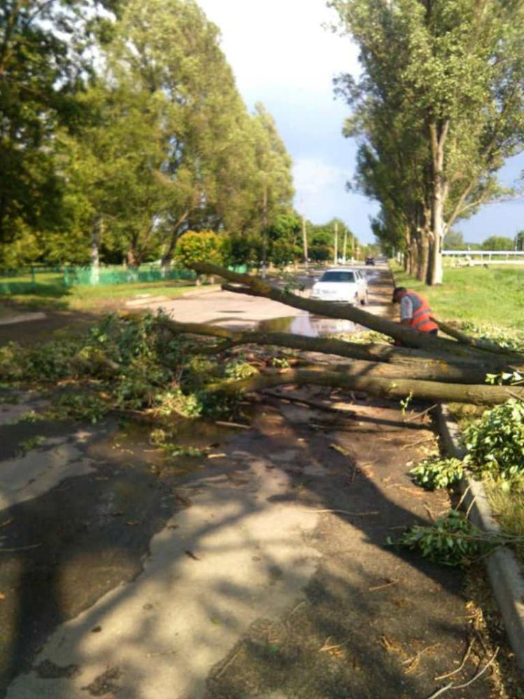 Под Харьковом из-за сильных порывов ветра повалены деревья