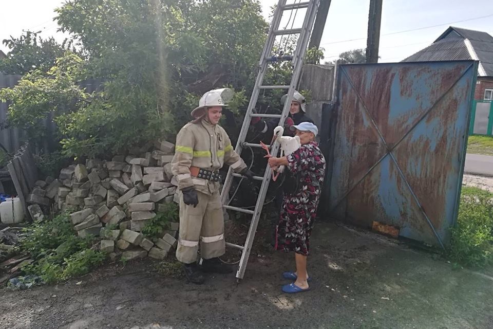 Под Харьковом спасатели помогли птенцу аисты вернуться домой (видео)