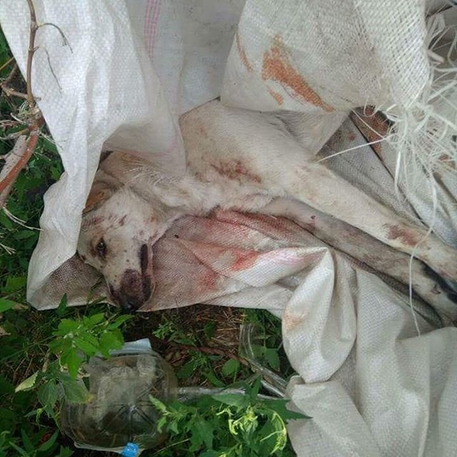 В Харькове нелюди жестоко поиздевались над собакой: животное нуждается в помощи