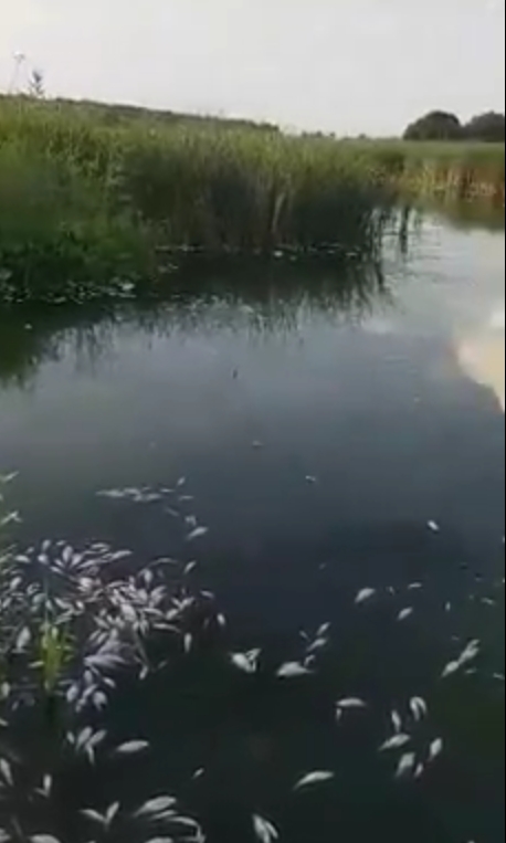 В Харьковской области сообщают о массовом море рыбы (видео)