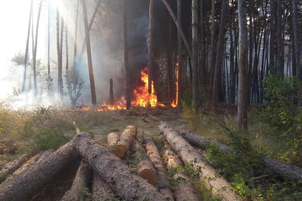 Крупный лесной пожар под Харьковом: с огнем борются около 200 человек (фото)