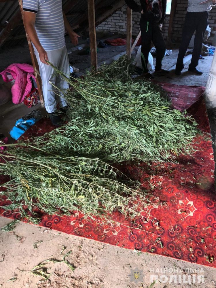 Под Харьковом у несовершеннолетнего парня изъяли 160 кустов конопли