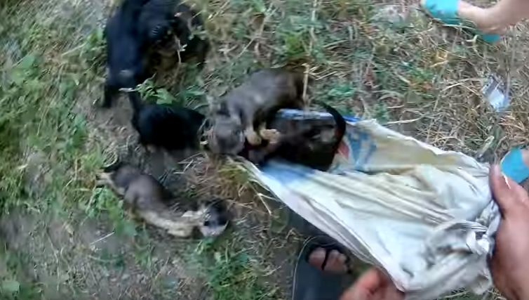В Харькове щенков выбросили в пакете на теплотрассу (видео)