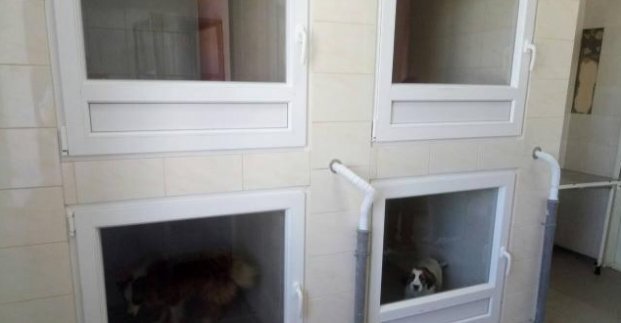 В городском приюте оборудовали теплые боксы для щенков