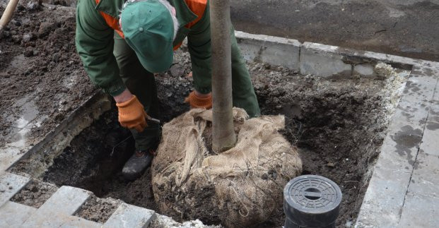 Весной в Харькове высадят более 900 деревьев