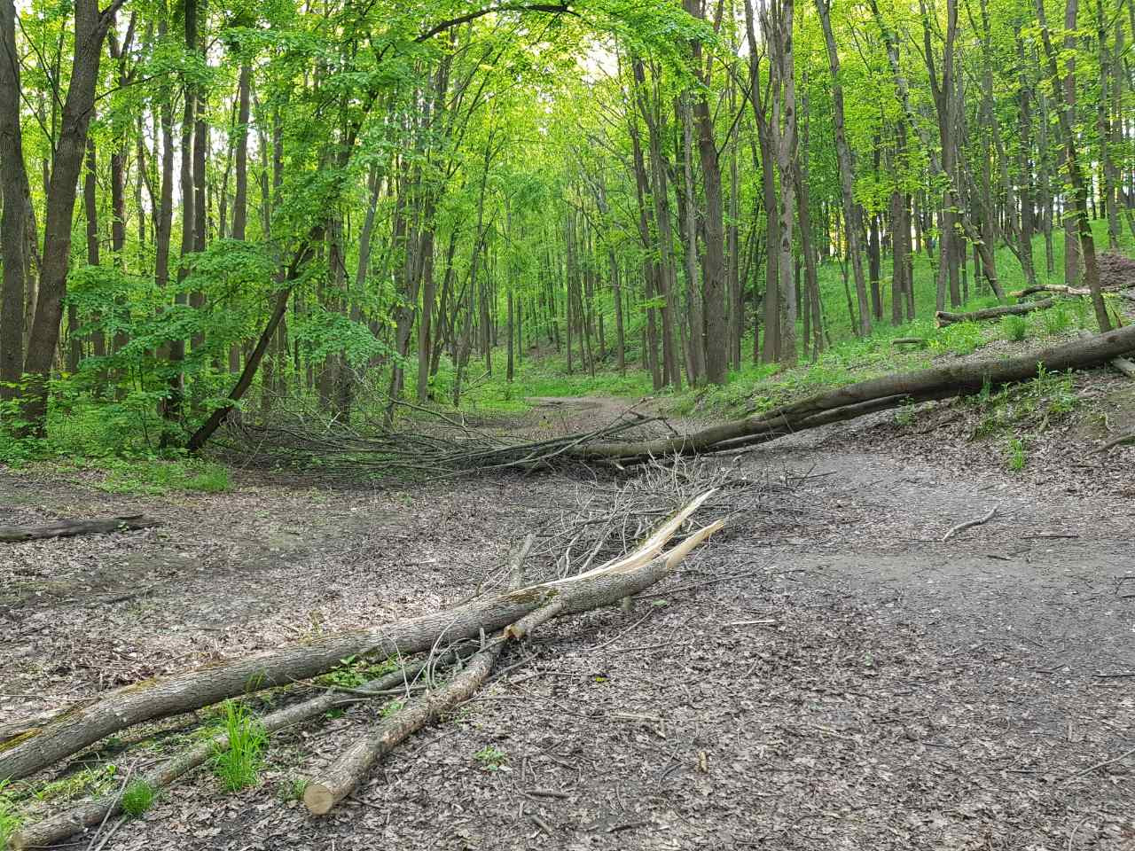 В посадке в Харькове нашли скелет женщины