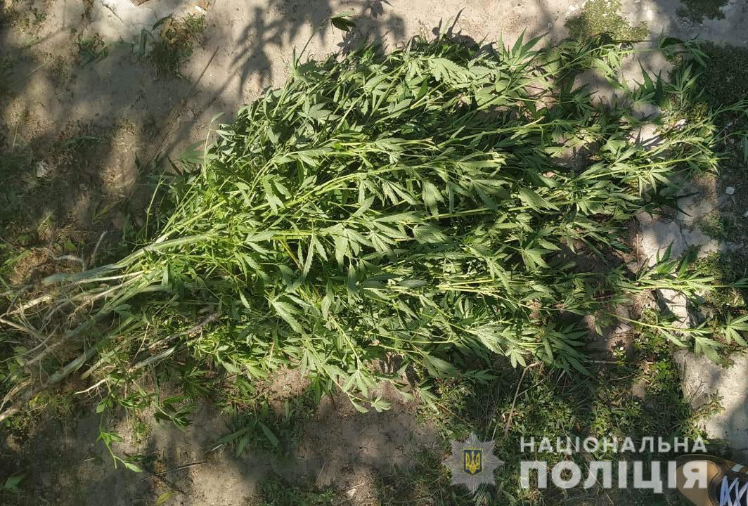 На Харьковщине мужчина выращивал дома более четырехсот кустов конопли