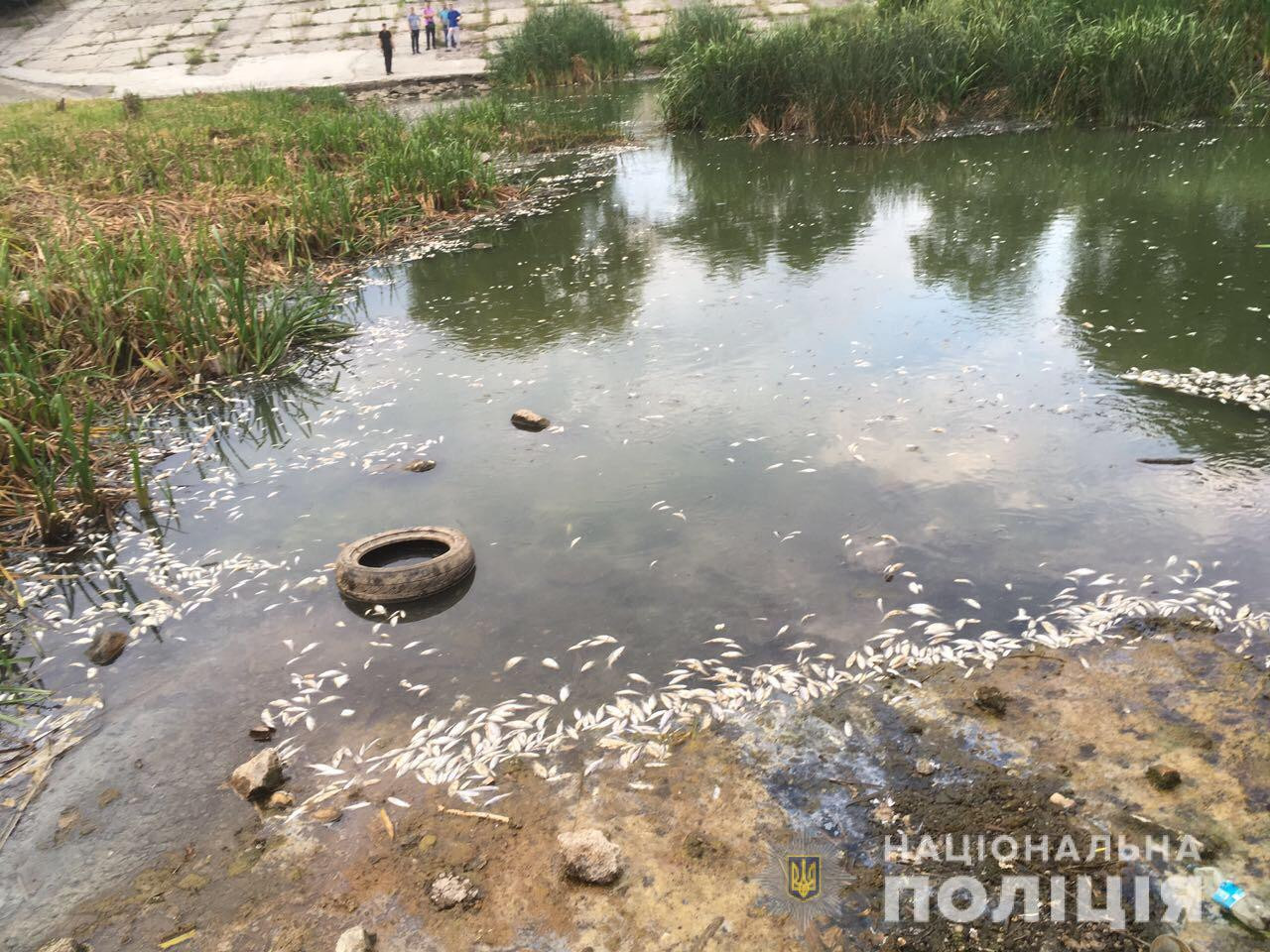 Массовый мор рыбы на Новой Баварии: полиция открыла уголовное производство