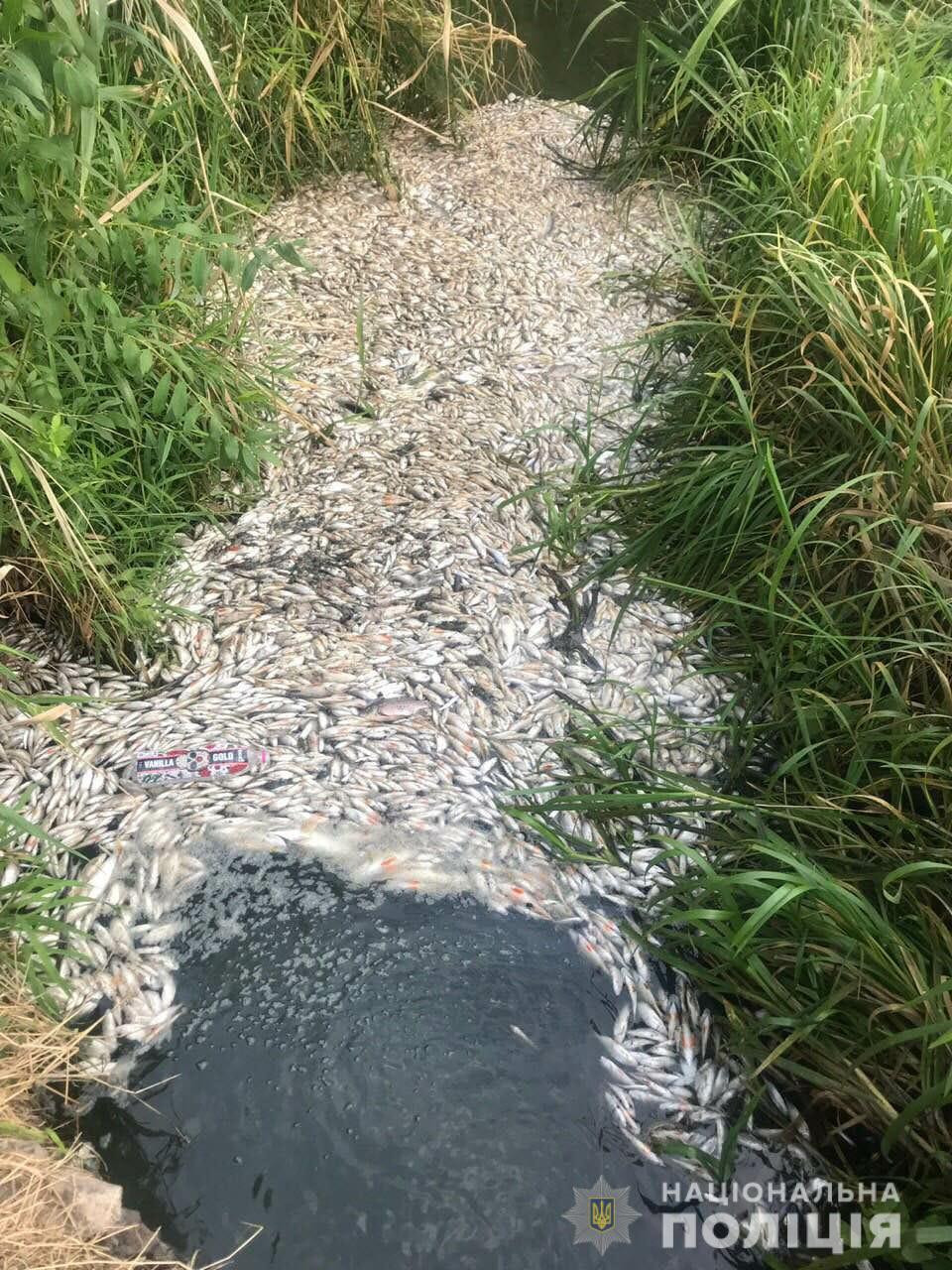 Низкий уровень кислорода в воде: экологи назвали причину массового мора рыбы на Новой Баварии