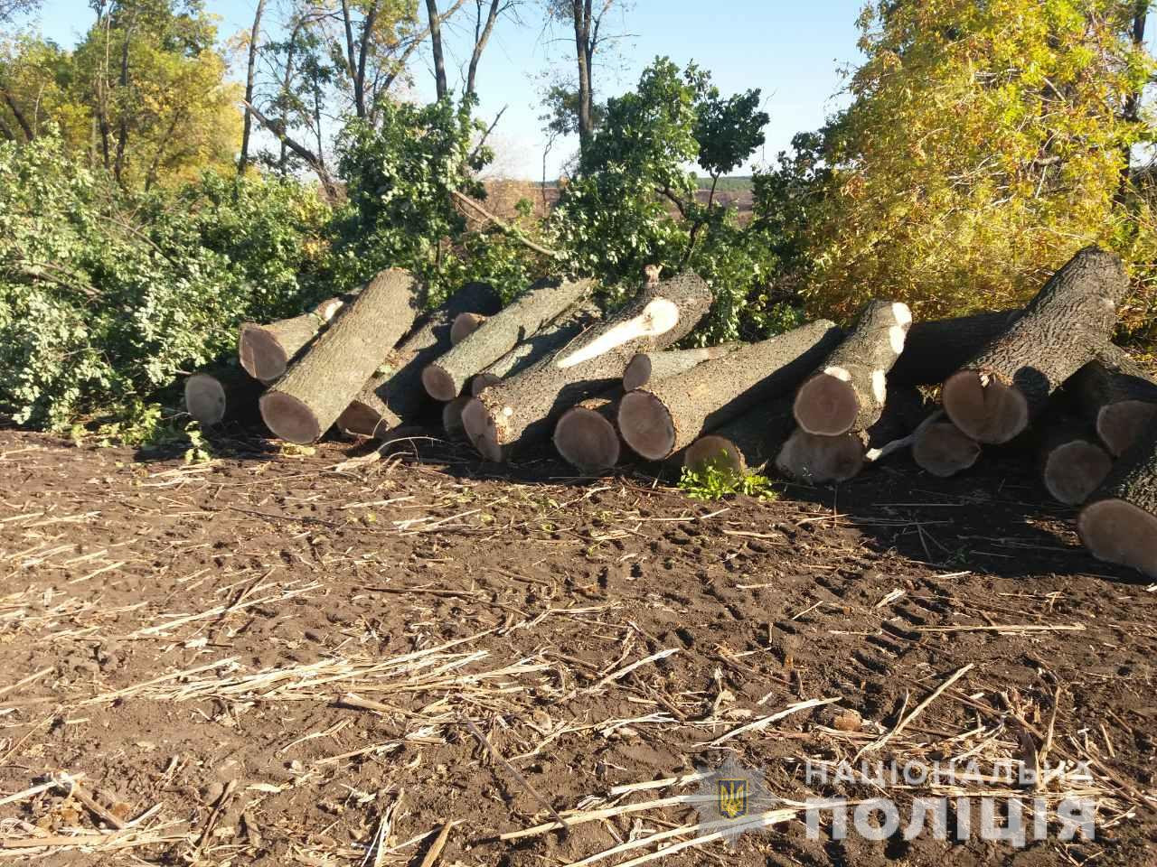 Полицейские Харьковщины выявили факт незаконной порубки деревьев в Валковском районе