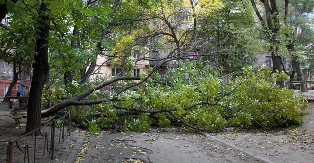 В Харькове из-за непогоды упало три дерева