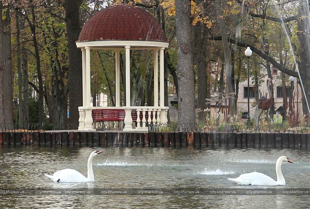 Лебедей из парка Горького переселили на зимовку в зоопарк (видео)
