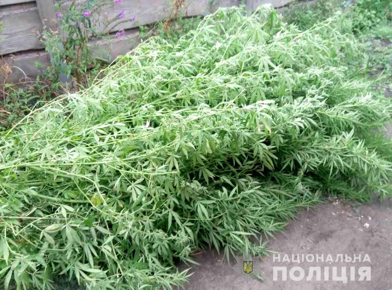 У харьковчанина изъяли более ста кустов конопли