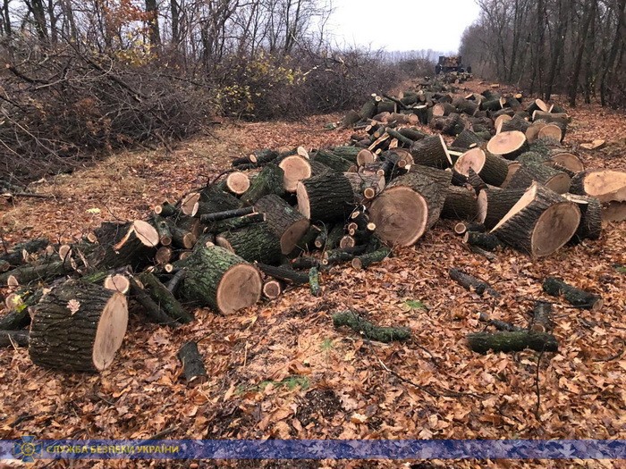 В Харьковской области СБУ задержала подозреваемых в незаконной вырубке деревьев
