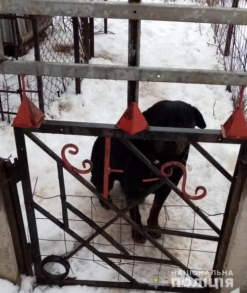 Под Харьковом собака насмерть загрызла маленького ребенка