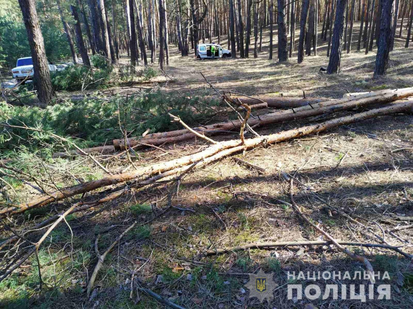 На Харьковщине полицейские выявили факт незаконной вырубки леса