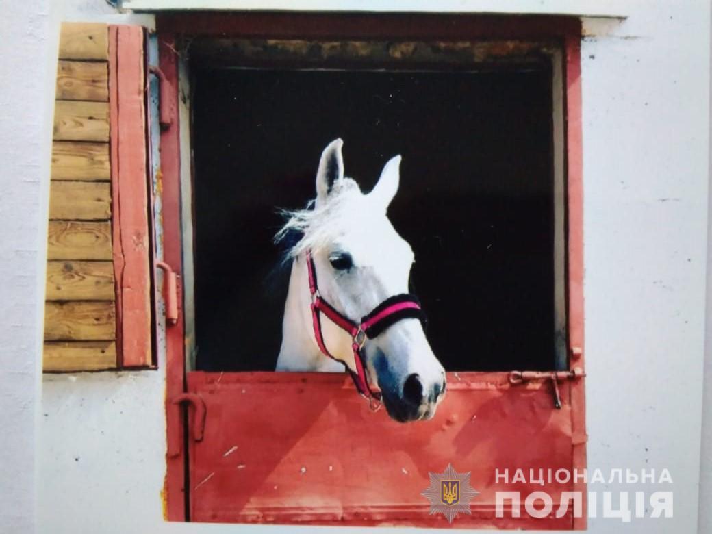 В Харьковской области у женщины украли четверых коней
