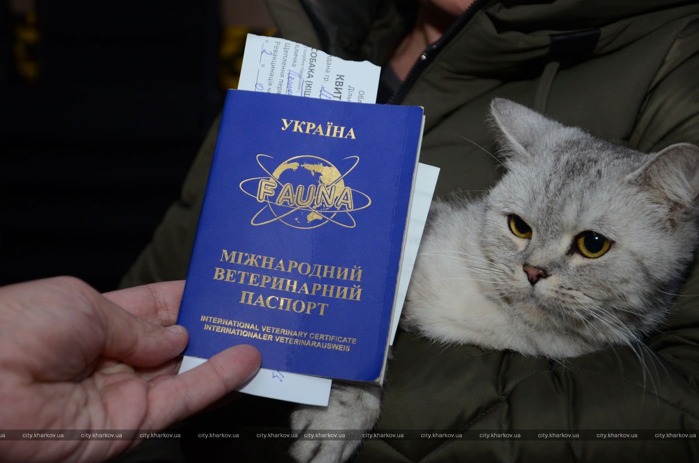 В Харькове началась вакцинация домашних животных против бешенства