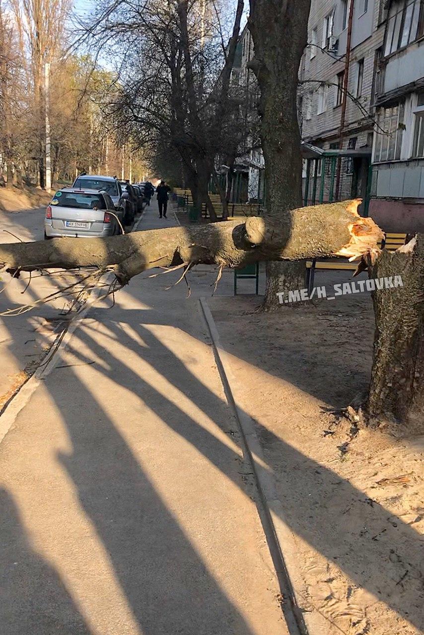 В Харькове из-за непогоды упало около 30 деревьев