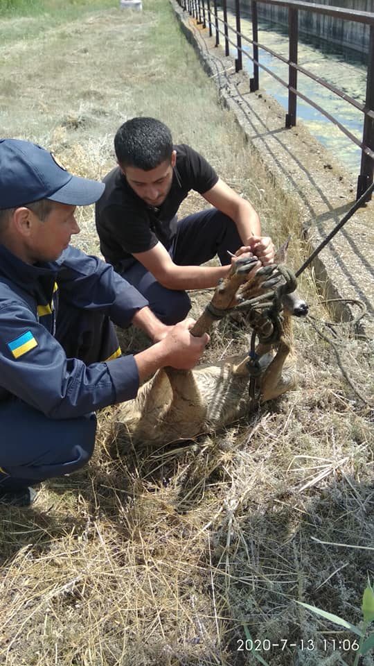 Под Харьковом в резервуар дамбы упала косуля