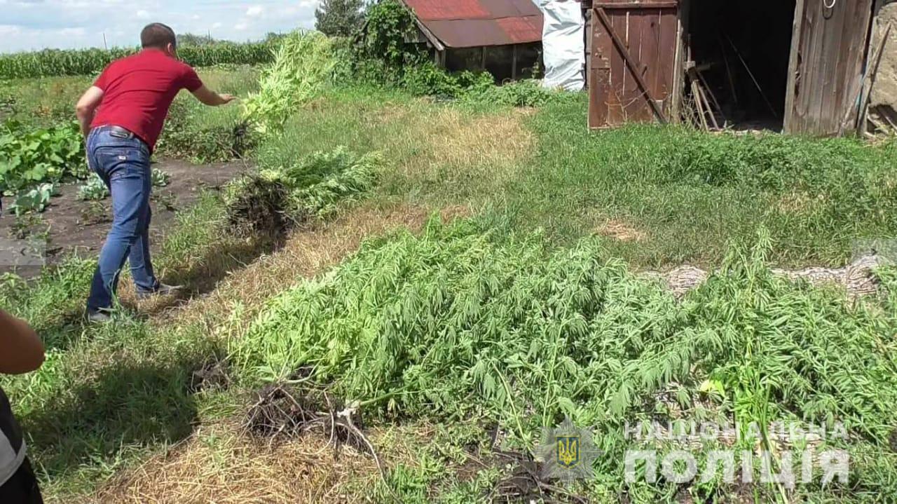 На Харьковщине обнаружили плантацию конопли, спрятанную на огороде среди кукурузы