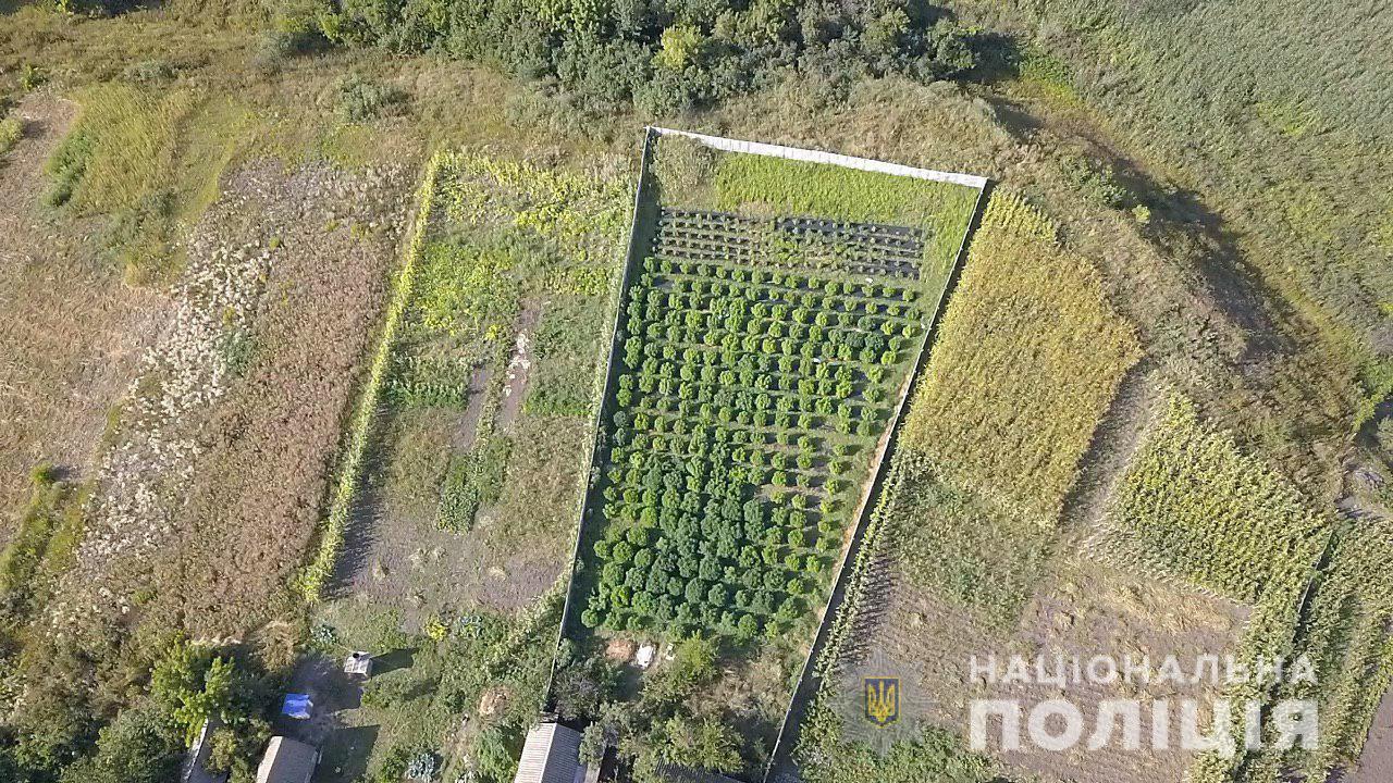 В Харьковской области двое мужчина на приусадебном участке выращивали 320 кустов конопли