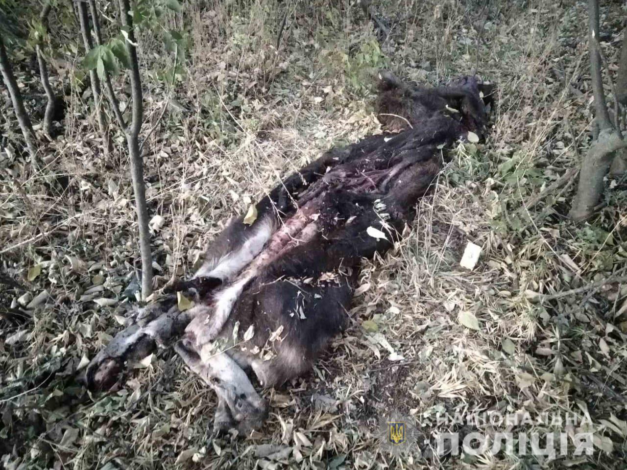 В Харьковской области возбудили уголовное дело за убийство лося (видео)