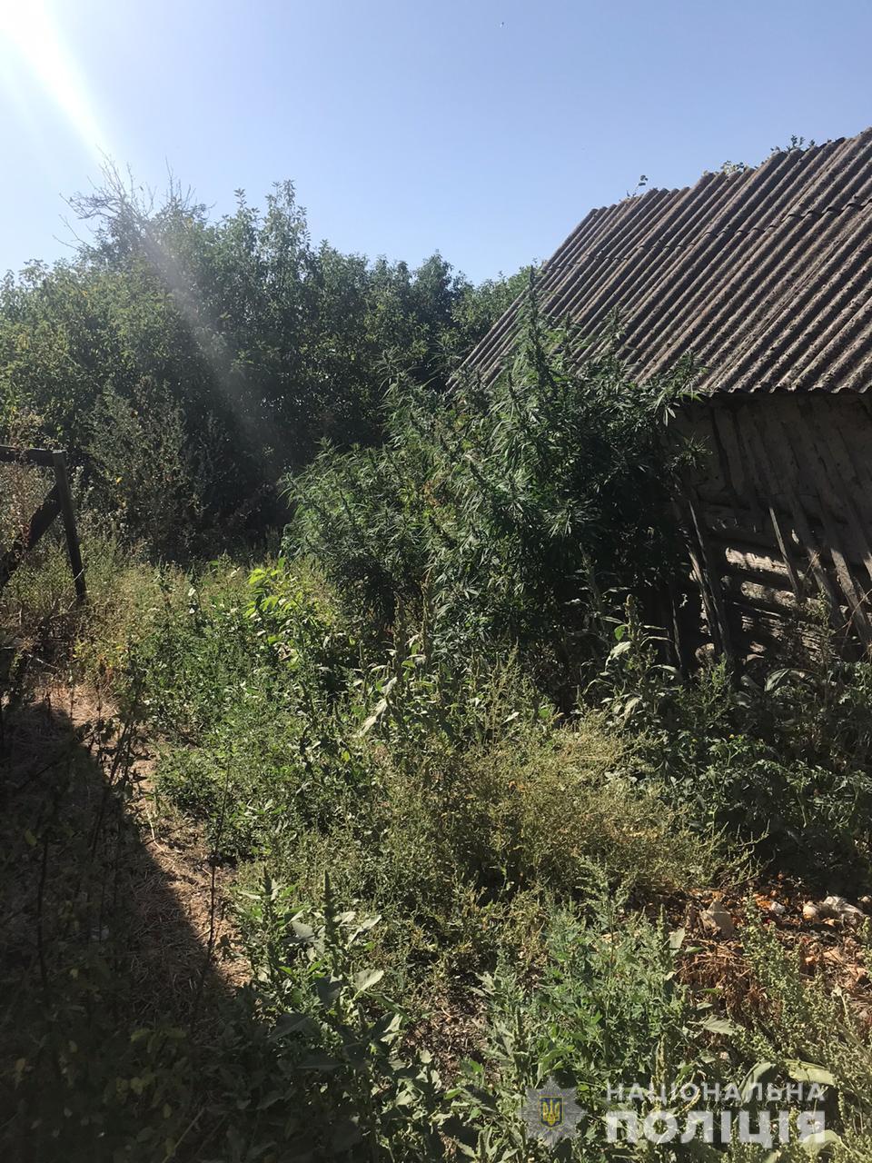 В Харьковской области у мужчины дома нашли плантацию марихуаны