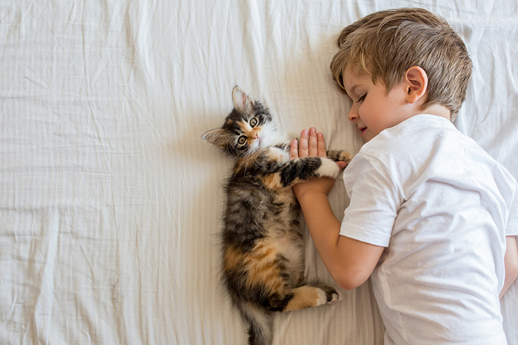            Scottish Fold Cat  OKRU