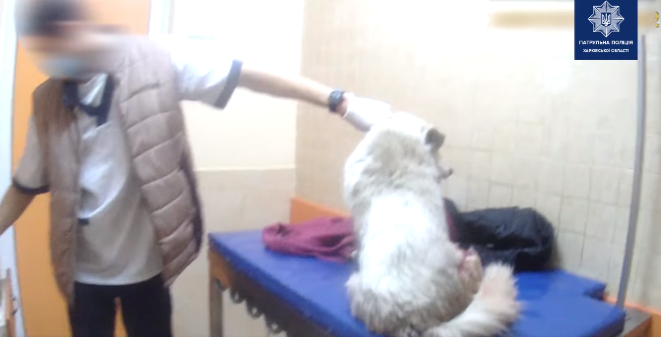 В Харькове патрульные помогли отвезти в ветклинику собаку, которую сбил автомобиль (видео)