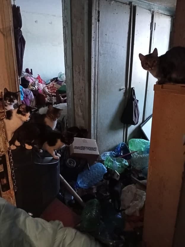 В Харькове в однокомнатной квартире у пенсионерки жило 16 котов