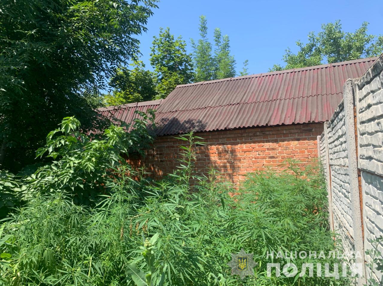 В Харьковской области мужчина на территории своего участка выращивал элитные сорта конопли