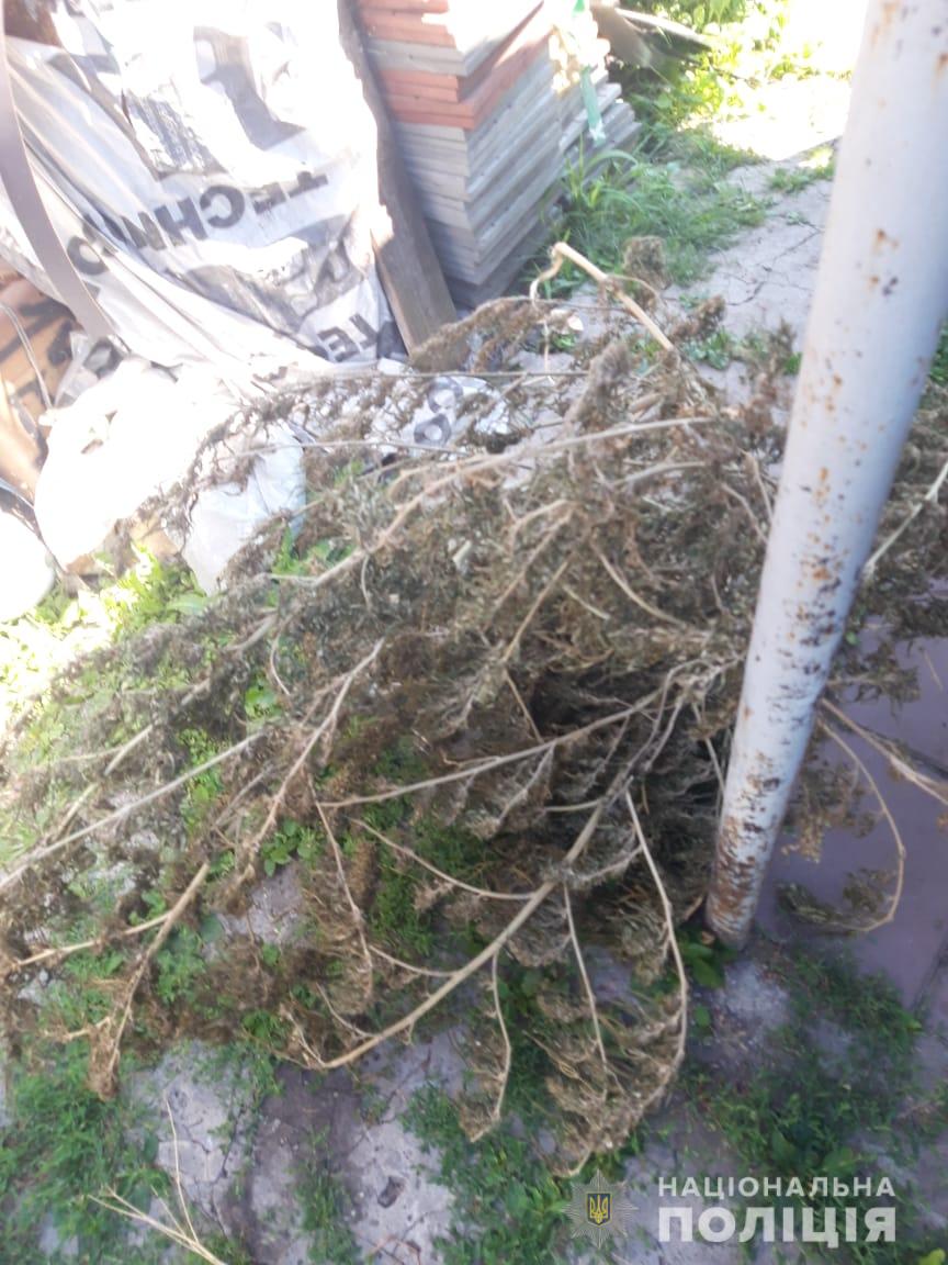 Под Харьковом у мужчины во дворе нашли 127 кустов конопли
