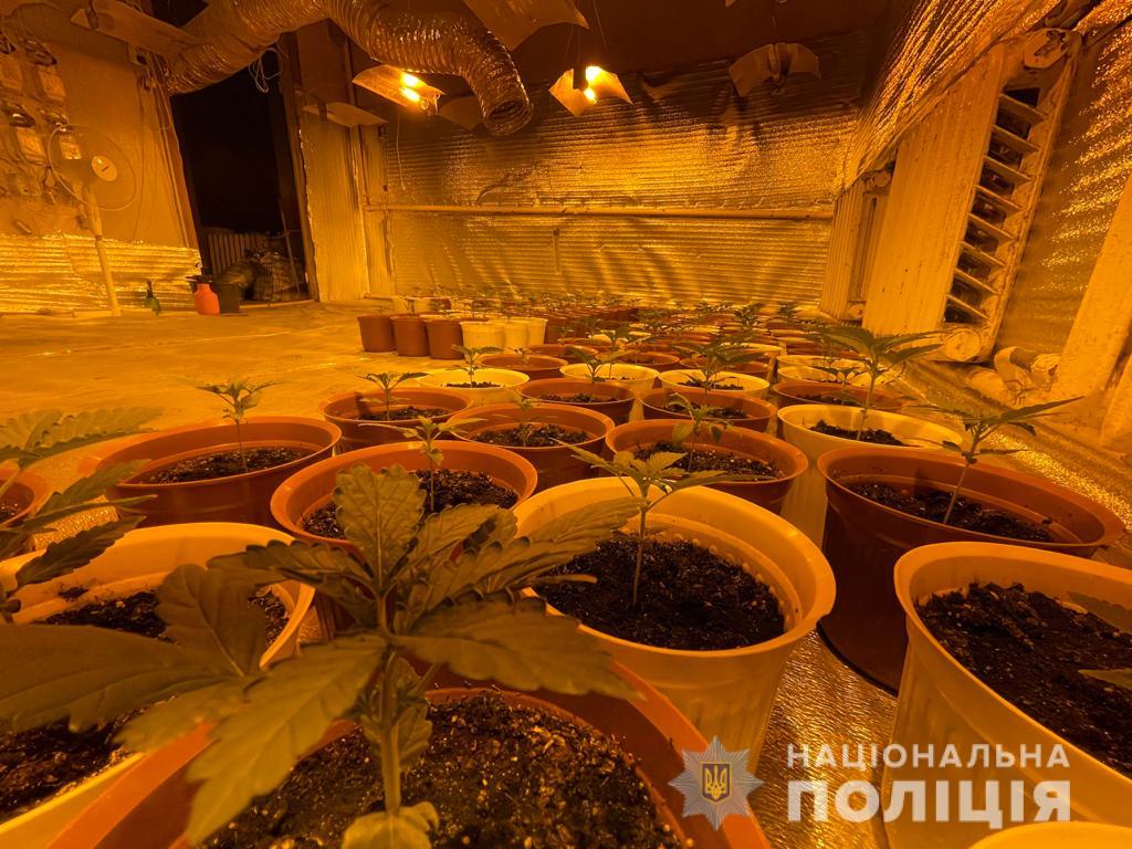 В Харькове вьетнамец обустроил нарколабораторию, где выращивал коноплю элитных сортов