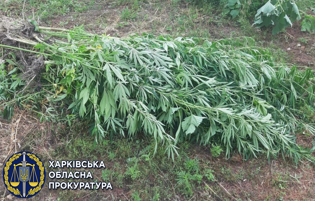 В Харьковской области мужчина выращивал на территории двора коноплю, ему сообщили о подозрении
