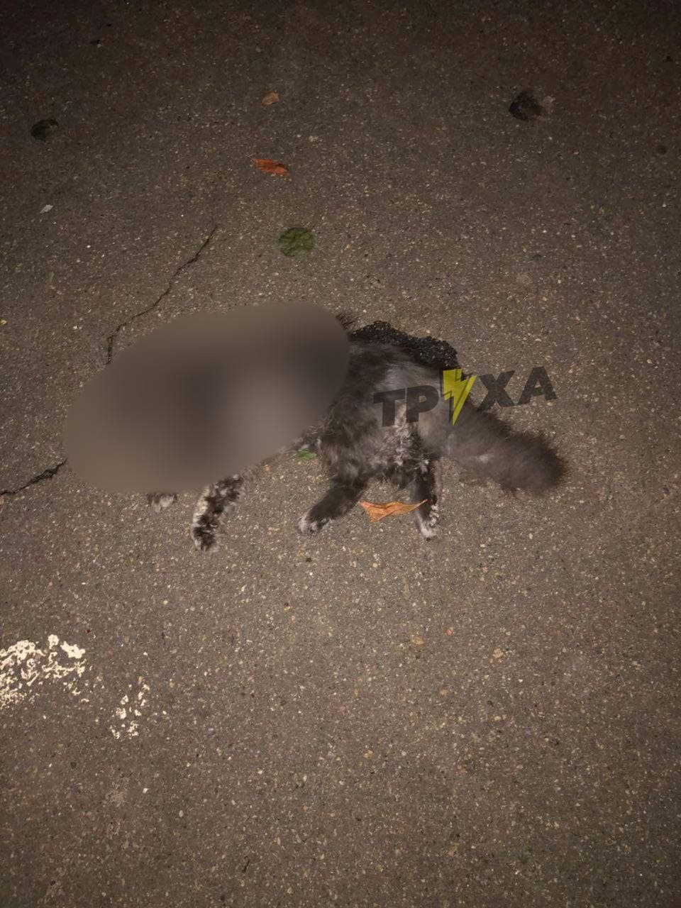 В Харькове из окна многоэтажки выбросили котов: полиция открыла уголовное дело